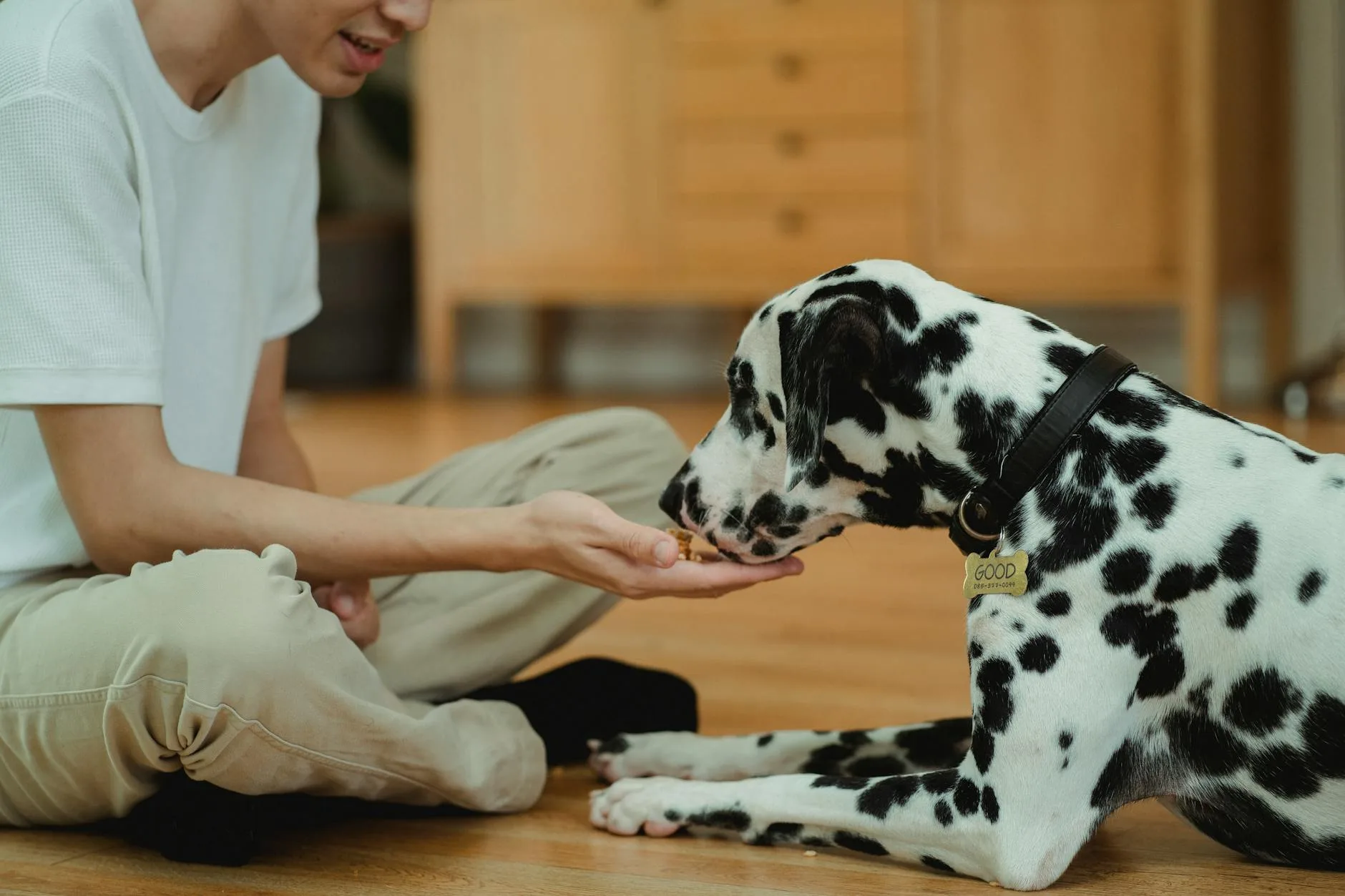Dog owner giving supplement tablet to dog