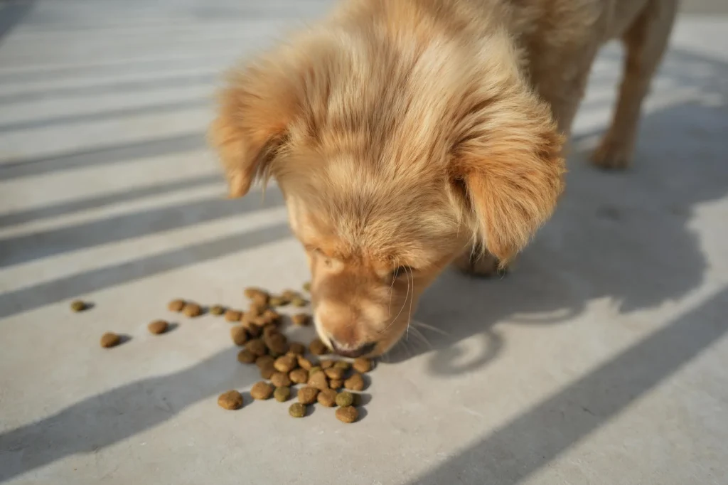 Dog eating food from a bowl in a bright kitchen