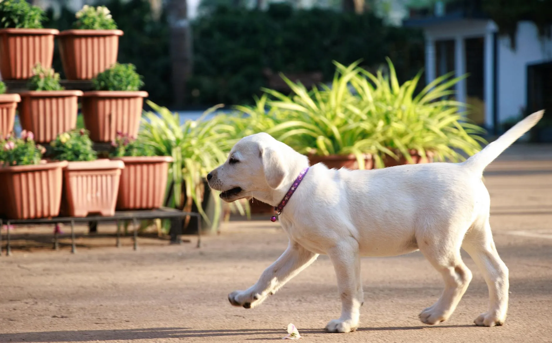 Happy puppy running and playing in a garden