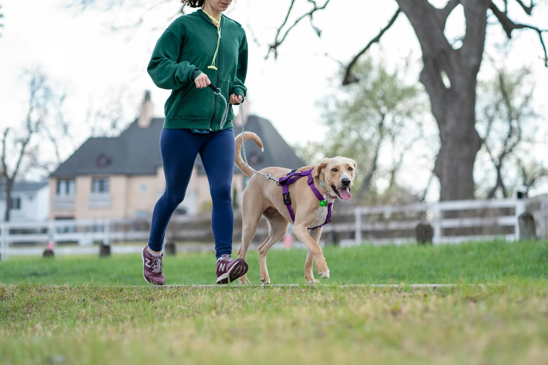 Happy healthy dog running outdoors in a park