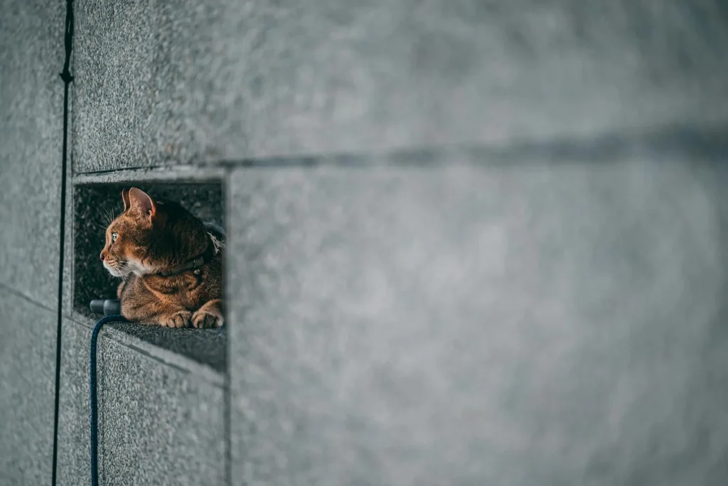 Nervous cat peeking out from under furniture