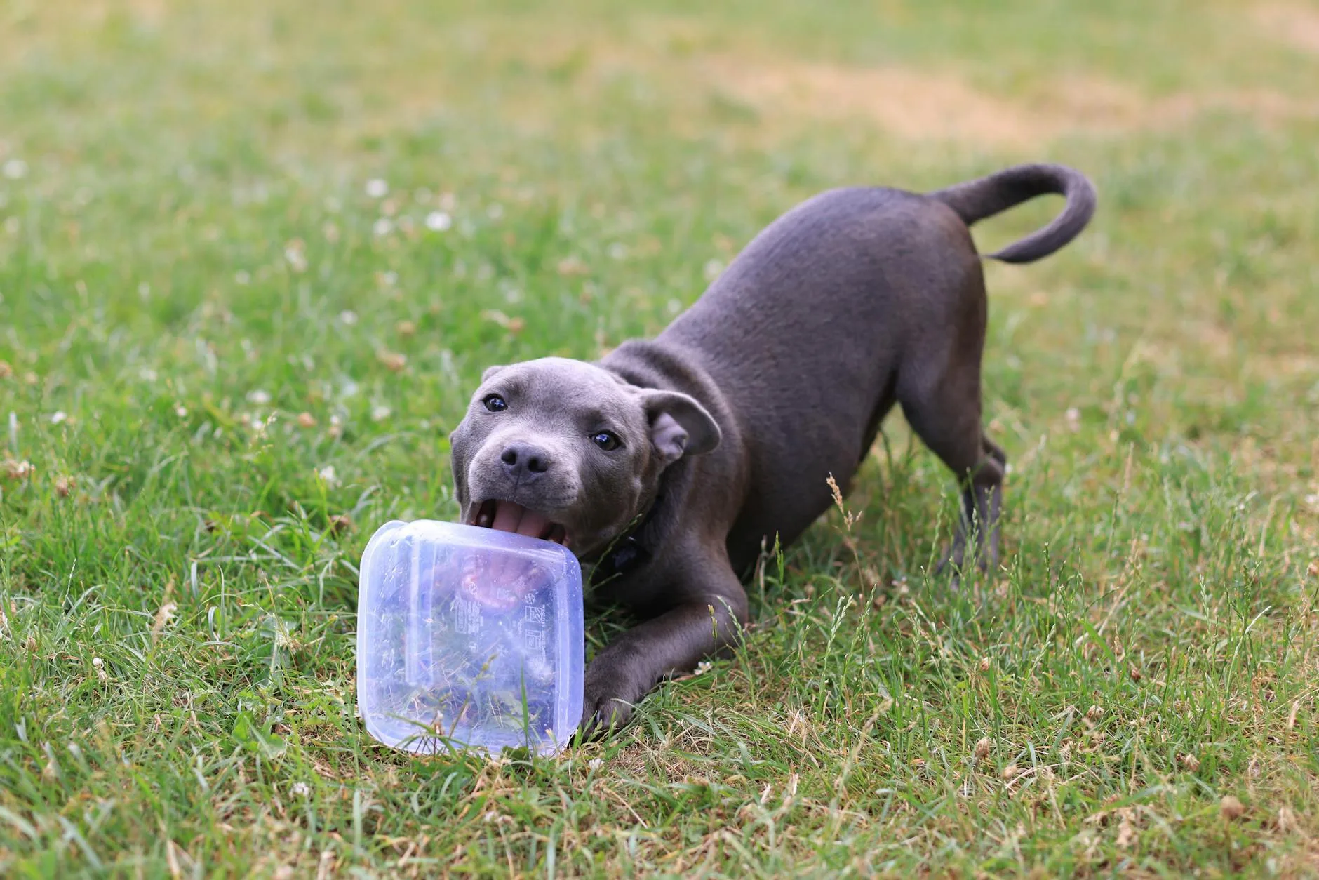 Puppy playing with a toy outdoors in a garden