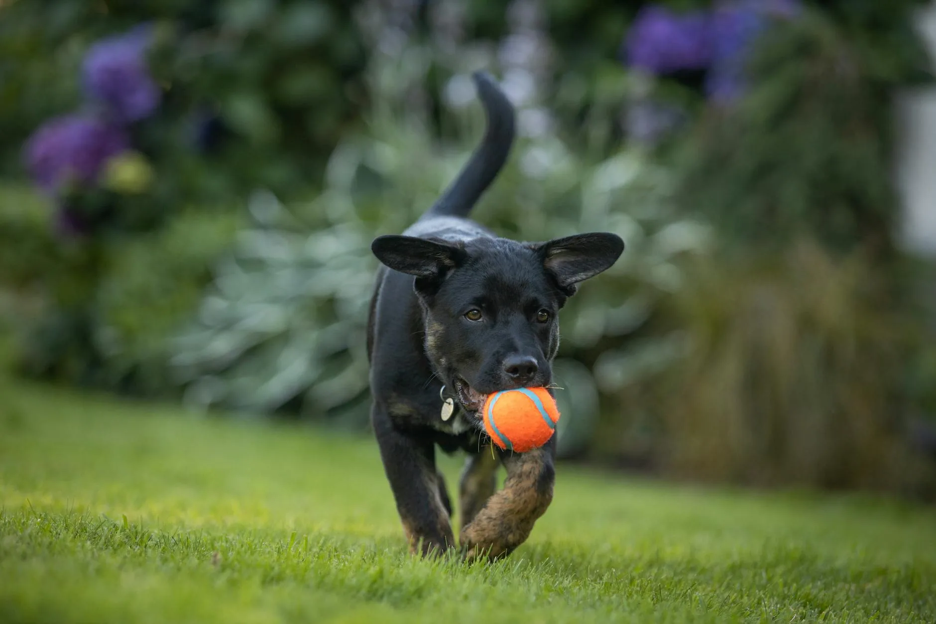 Happy puppy playing in a garden after vaccinations