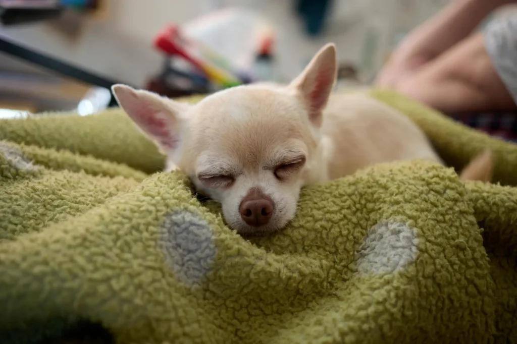 Puppy sleeping cosily on a blanket at home