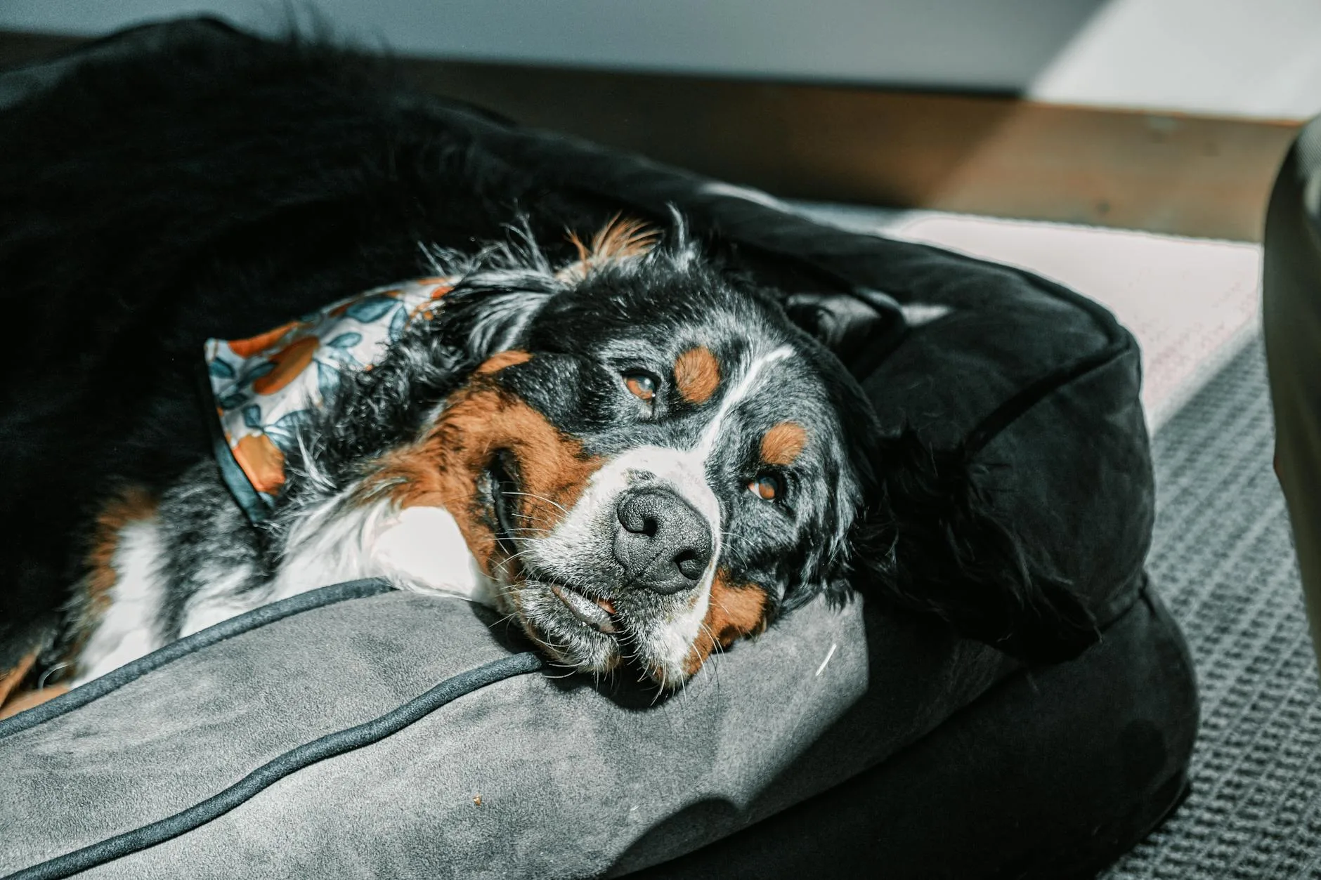 Older dog resting comfortably on a bed