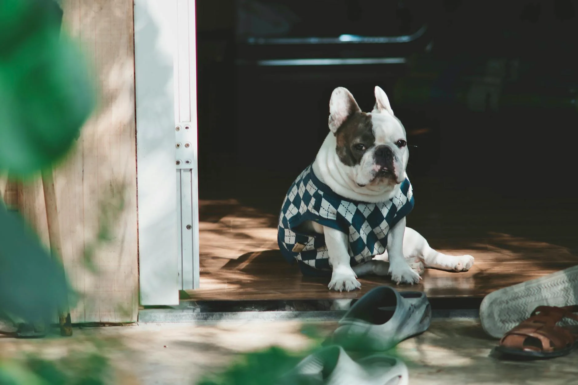 Small dog wearing a knitted jumper indoors