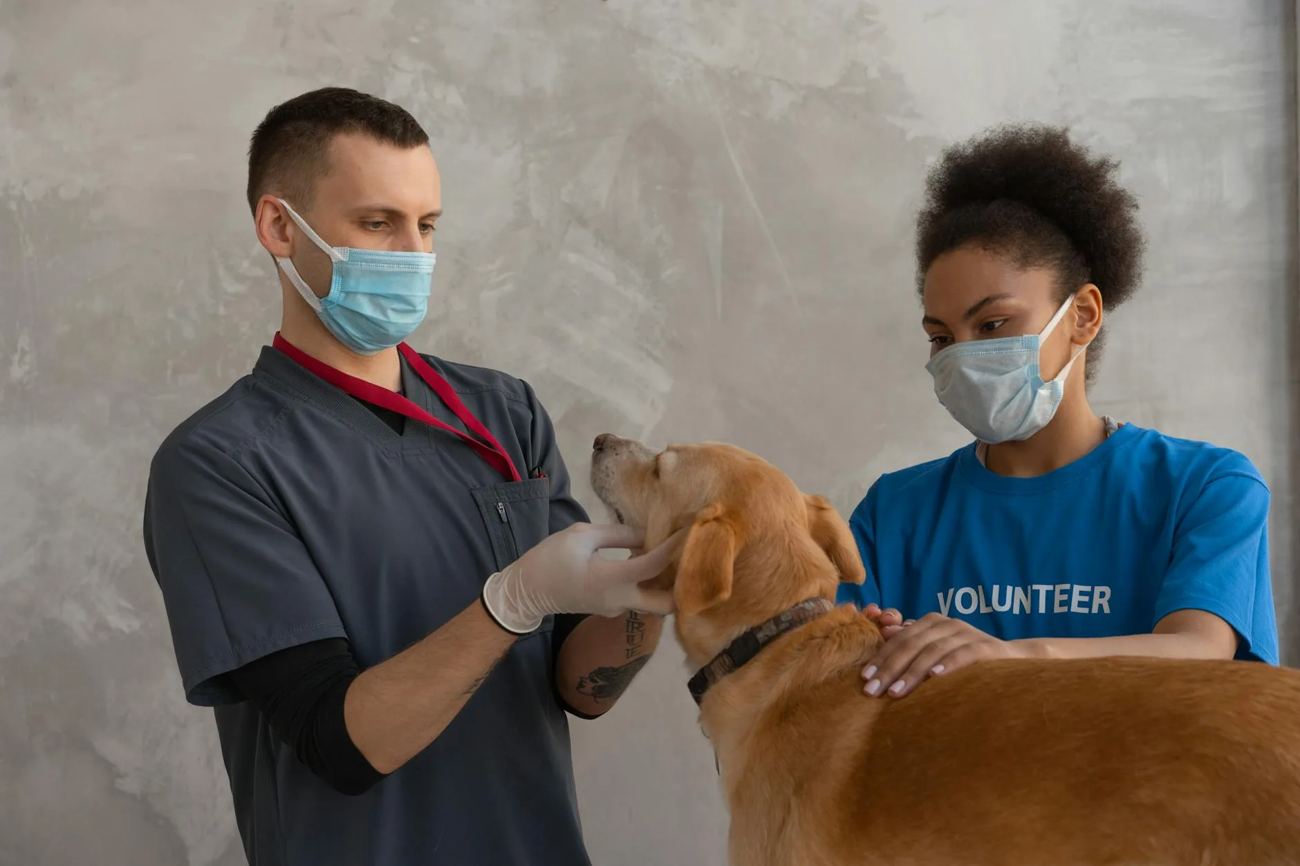 Veterinarian examining a puppy during a health check