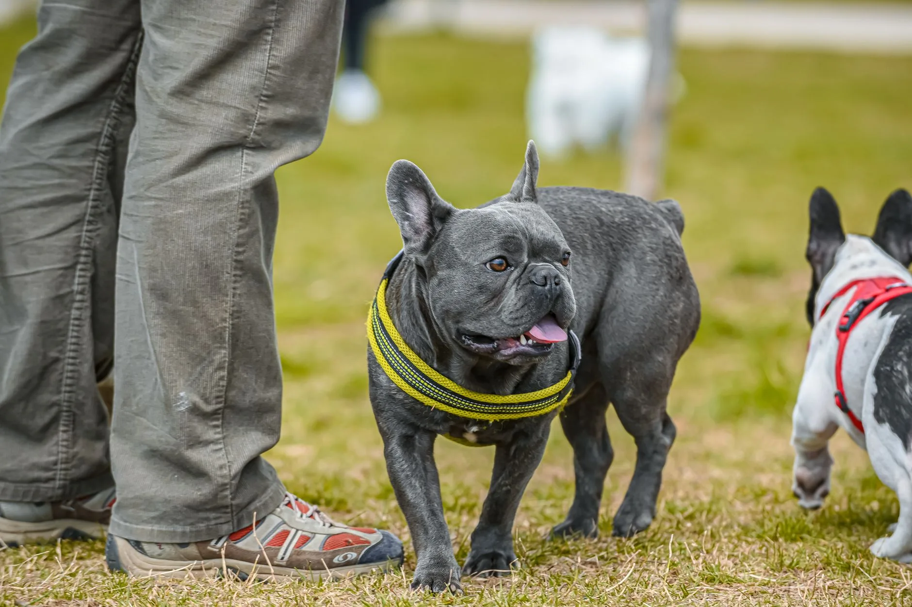 Dog harness and lead setup for loose lead training