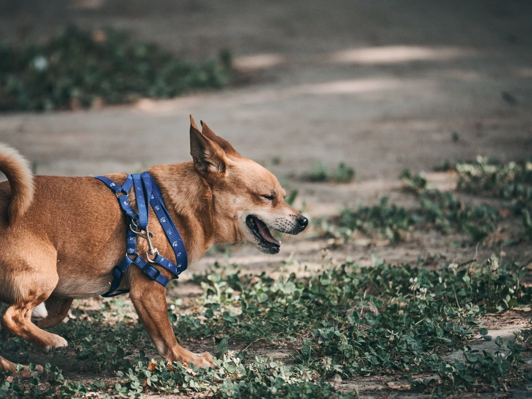 Dog harness and lead setup for safer reactive dog walks
