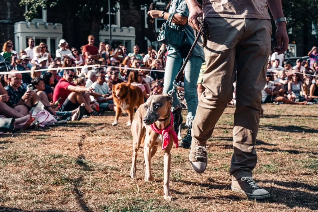 Dog on a lead passing a busy outdoor crowd