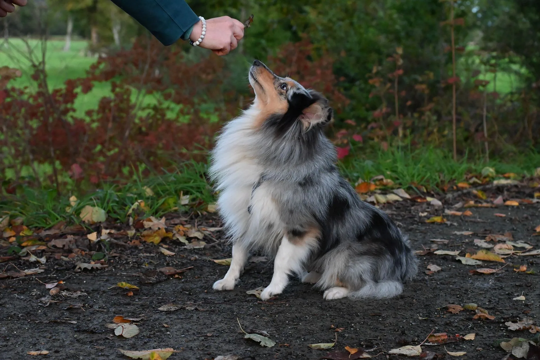 Dog on a lead focusing during reward based training outdoors