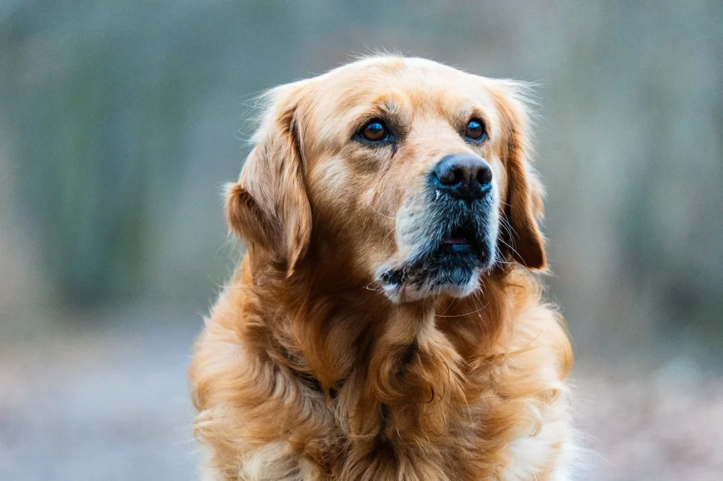 Senior golden retriever with grey muzzle