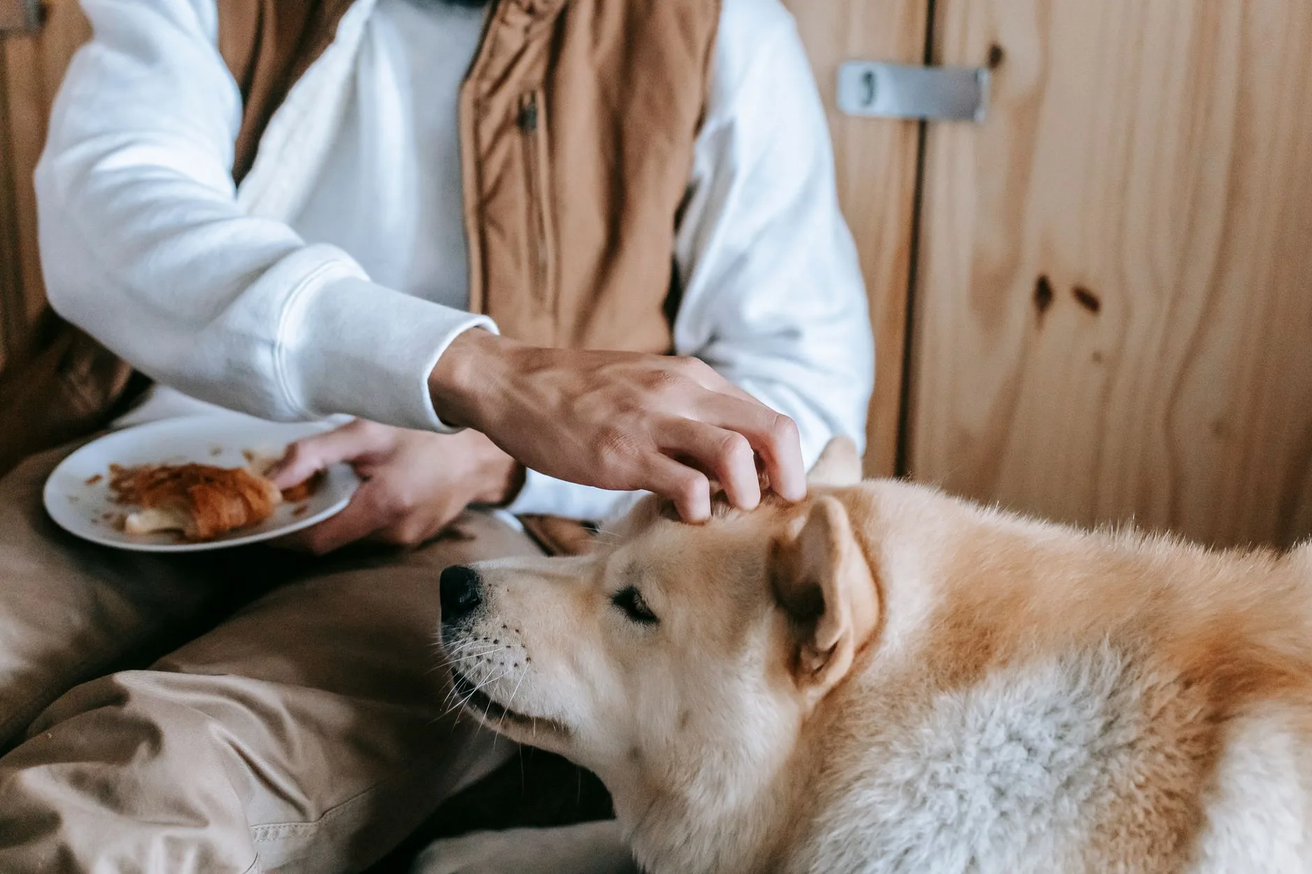 Older dog waiting beside owner holding a food plate