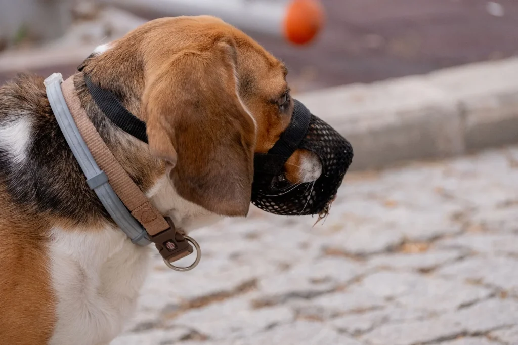 Dog wearing a basket muzzle on a walk