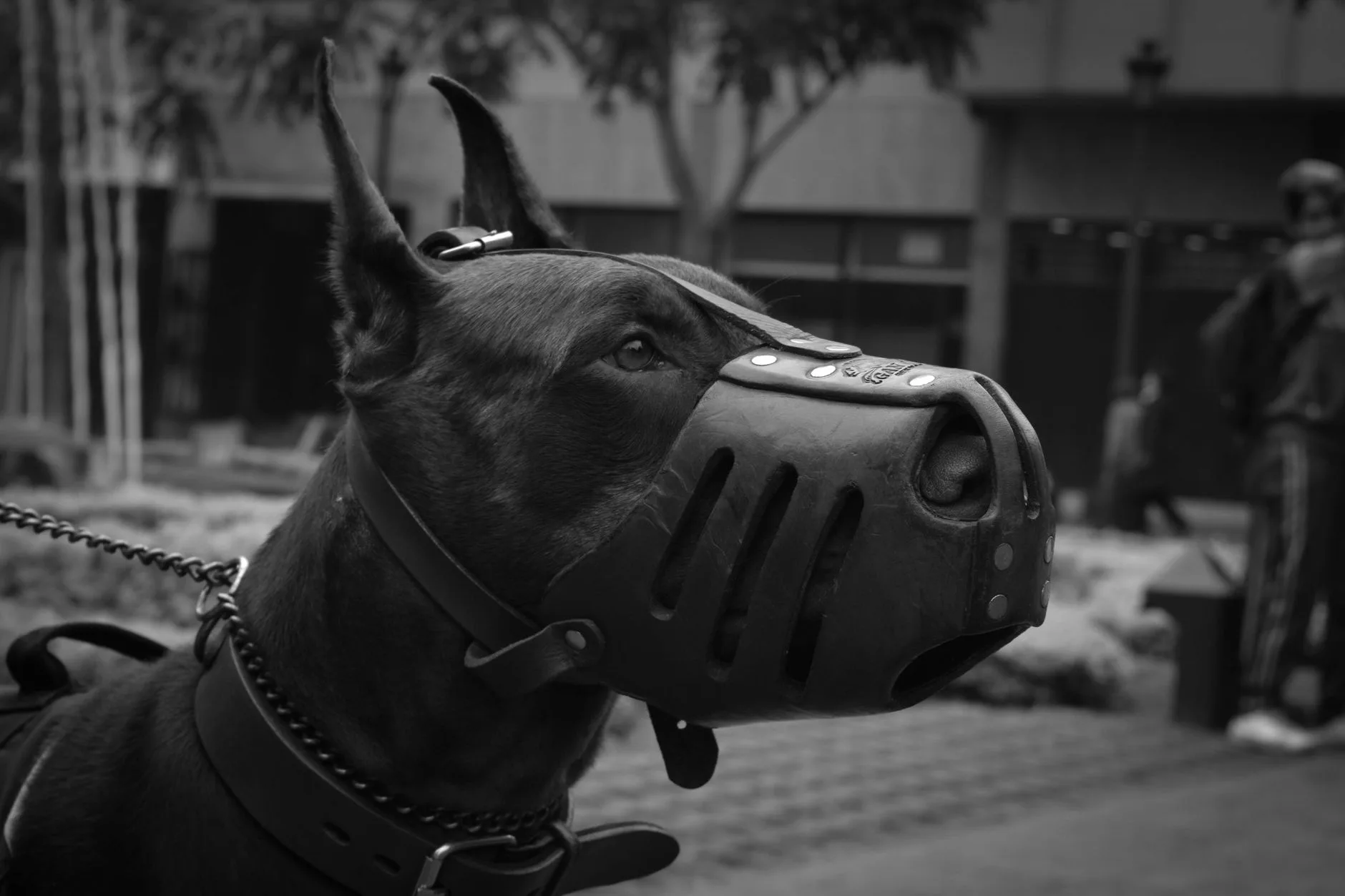 Close-up of a dog wearing a fitted basket muzzle