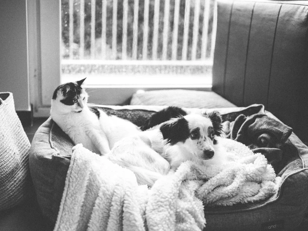 Dog and cat relaxing together beside practical pet gifts